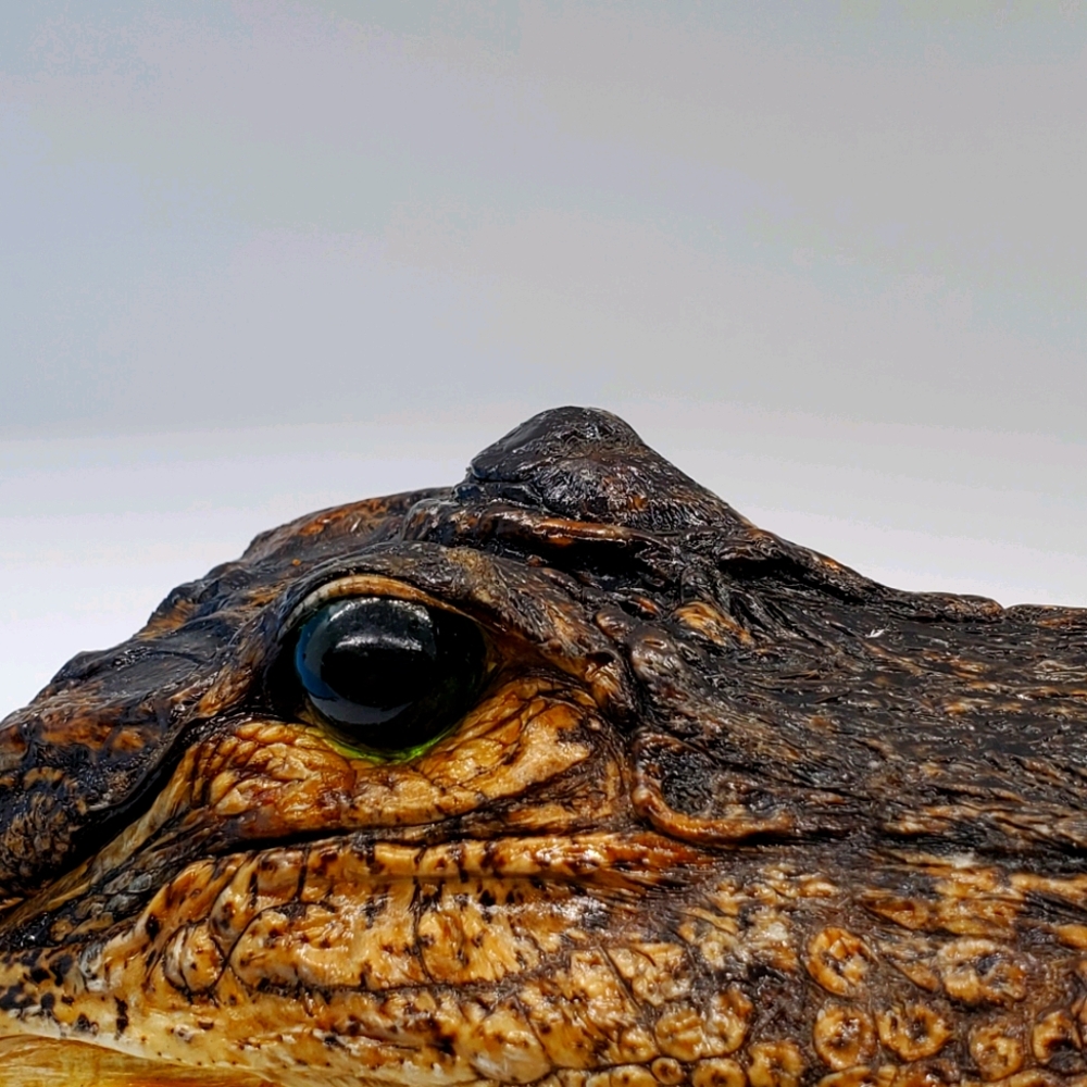 Alligator Head Home Decor